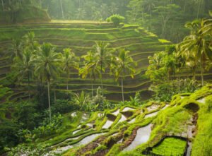 foto rice terace tegalalang 1