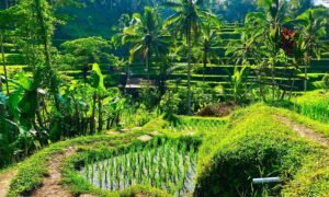 tegal alang rice terrace 1jpg